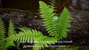 растения долгожители