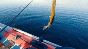 Рыбалка и обзор спиннинга Sportex NOVA RS2 TWITCH 7 - 31g