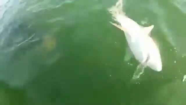 Гигантский окунь проглатил акулу! смотреть онлайн