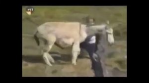 смех юмор # осел без прелюдий \\ прикольное видео # 1