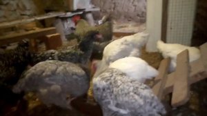 Сформировал семью кур , порода Мехеленская кукушка