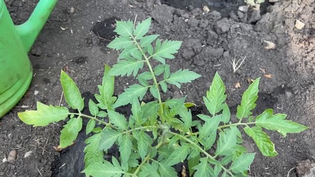 Томаты Вмиг пойдут в рост 1 срочная Подкормка в Июне. Не пропустите и получите богатый урожай. смотреть онлайн