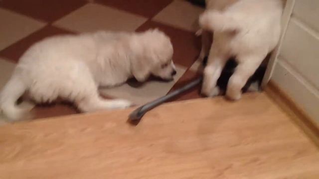 Щенкам золотистого (голден) ретривера 8 недель смотреть онлайн