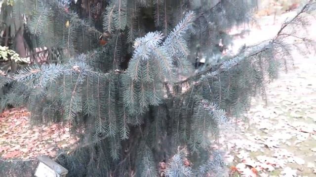 Picea breweriana smrk Brewerův смотреть онлайн