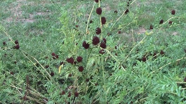 Licorice (Glycyrrhiza Glabra) In Mid August