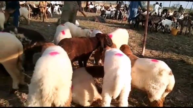 Complete Information About Silage Making Inoculant Cheap Quality Silage || Global Village Farming смотреть онлайн