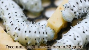 Айлантовый шелкопряд: от яйца до бабочки