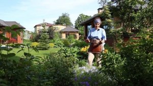 Флоксы I Арабис I Сад Людмилы Кудасовой