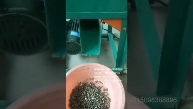 how to get Ricinus Communis seeds from pods How To Collect Castor Bean Seeds by machine at home