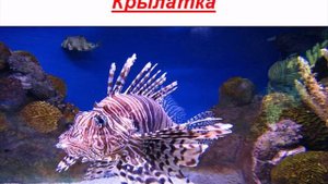 Опасные обитатели морей и океанов