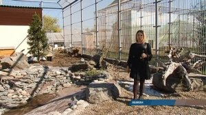 Абаканский зоопарк подготовился к возвращению гостей