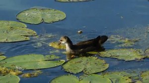 Природа реки Усманка.Село Парусное.