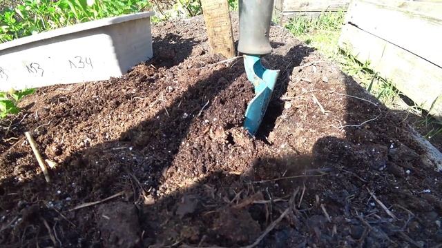 Высадка сельдерея. Не забываем основное правило смотреть онлайн