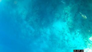 Египет .Шарм Эль Шейх. Коралловый риф на пляже отеля "Xperience St. George"