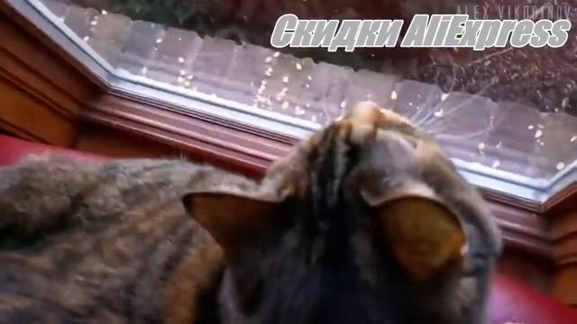 #Скидки AliExpress. Оконная кормушка на присосках, скидка - 18%⏲⏲⏲ смотреть онлайн