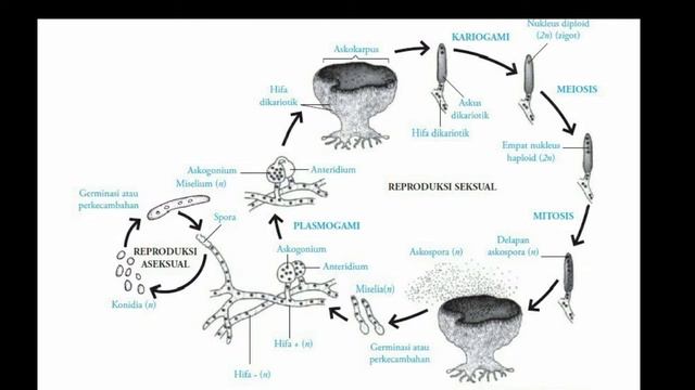Siklus Hidup ascomycota dan Basidomycota смотреть онлайн