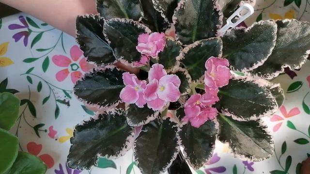 Стандартная фиалка Aca's Summer Parfаit смотреть онлайн