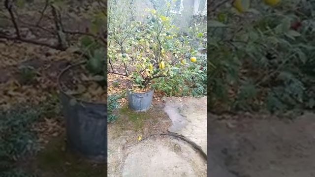Мандарины поспели.