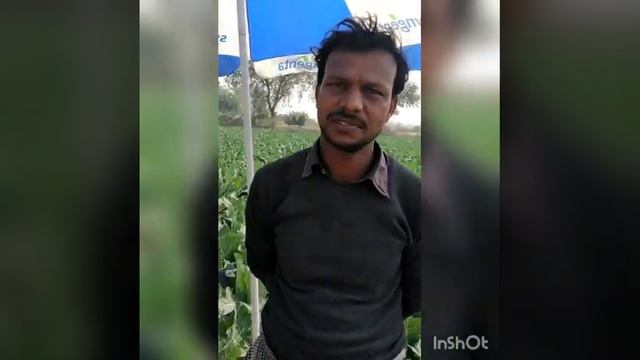 Syngenta cauliflower snow queen 6337 смотреть онлайн