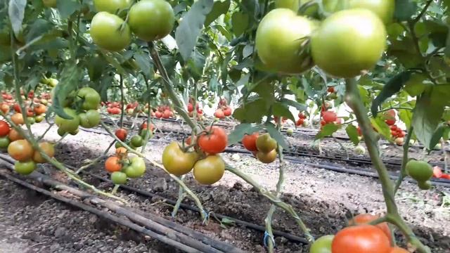 Честный обзор гибридов томата для второго оборота - вечный поиск лучшего гибрида