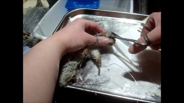 Squirrel Taxidermy: Mounting смотреть онлайн