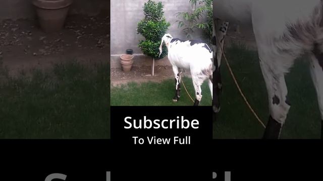 Beautiful White Goat  #short #vertical #qurbani 8