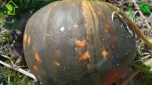 СРОКИ УБОРКИ ТЫКВЫ НА ДЛИТЕЛЬНОЕ ХРАНЕНИЕ. Ни одна тыква не сгниет!