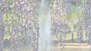 Fuji that of its trees and flowers