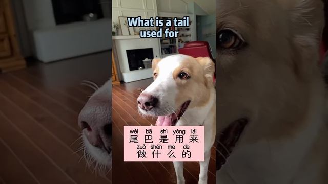 what is dog's tail used for ?