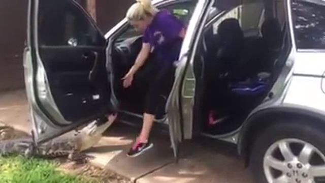 Спасаясь от любительницы животных, аллигатор уселся за руль смотреть онлайн