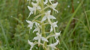 Любка двулистная