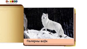 Развиваючыя прэзентацыі для дзяцей "Жывёлы палярных шырот"