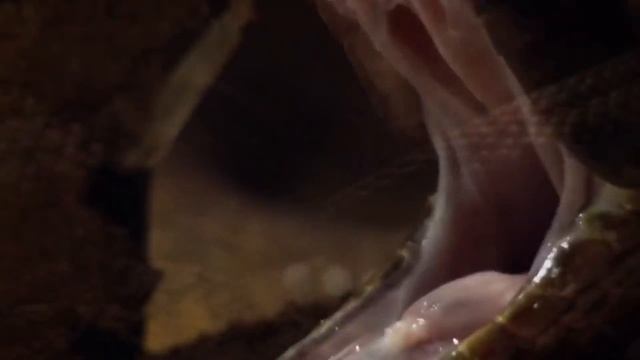 BU ILON ZAXRI SIZNI 10 SONIYADA O'LDIRADI | ENG ZAXARLI ILONLAR | Qiziqarli Fakt | Bu Qiziq | смотреть онлайн