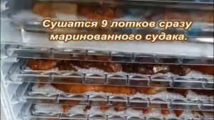 Дегидратор Kitfort-1909