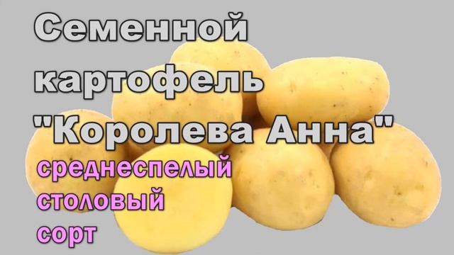 Сорт Картофеля Королева Анна Вкусовые Качества