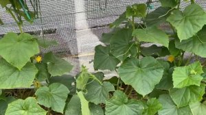 22 июля Огурцы в открытом грунте / Опрыскивание от низких  ночных температур