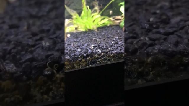 Twig catfish (farlowella) eggs and baby fry