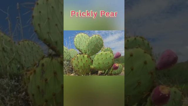 Adaptation of plants and animals in desert.