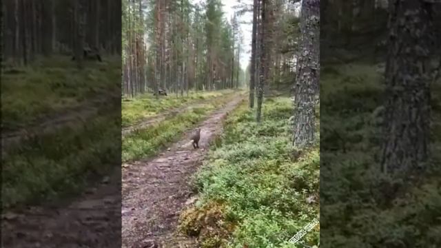 Хороший охотник