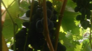 Виноград варенье без косточек