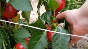 Перец сладкий Фон Барон красный 03,09,23