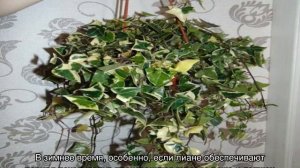 Крестовник крупноязычковый Senecio macroglossus