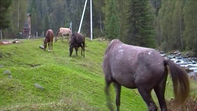 #ОтдыхнаАлтае.Тайга видео