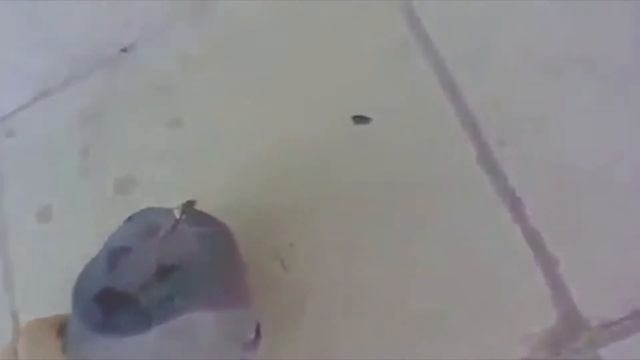 Голубь чётенько сдох! Как живой но сука не живой.(БЕЗ МАТА)