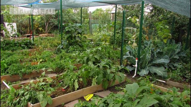 Природное земледелие - опыт молодых дачников смотреть онлайн