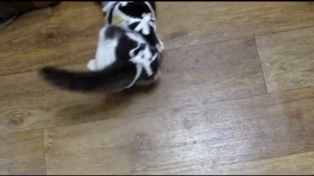 Как избавиться от попоны смотреть онлайн