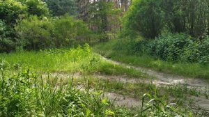 Иж юпитер 5 без флейт в лесу