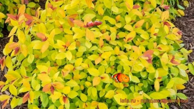 Спирея японская Мерло Голд (merlo gold) ? обзор: как сажать, саженцы спиреи Мерло Голд смотреть онлайн