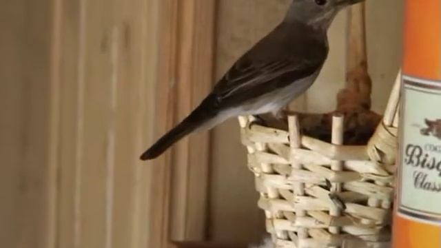 МУХОЛОВКА СЕРАЯ-6     ГНЕЗДОВАНИЕ НА ВЕРАНДЕ
