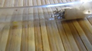 Мураши: лупа для муравьев